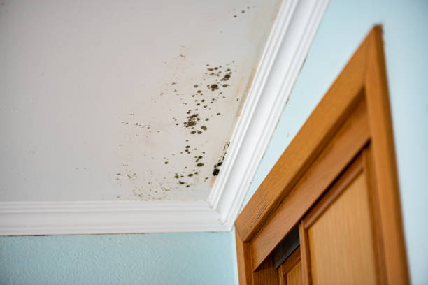 Saratoga Springs, UT Mold Removal Company